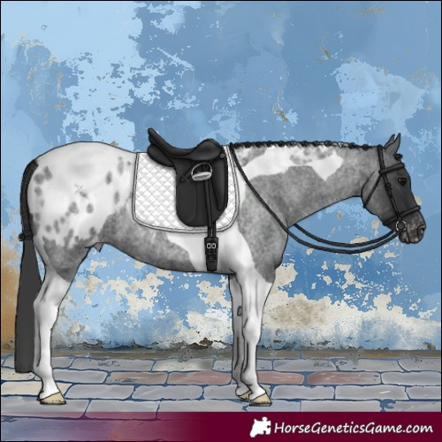 Horse Color:Blue Roan Tobiano Appaloosa
