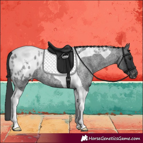 Horse Color:Blue Roan Tobiano Appaloosa