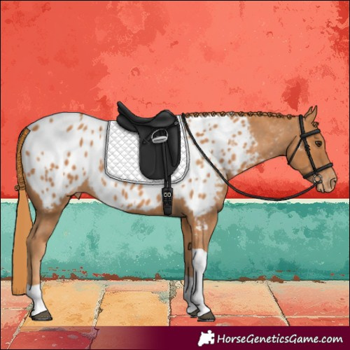 Horse Color:Chestnut Tobiano Appaloosa 