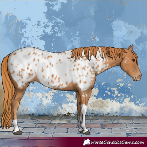 Horse Color:Chestnut Tobiano Appaloosa 