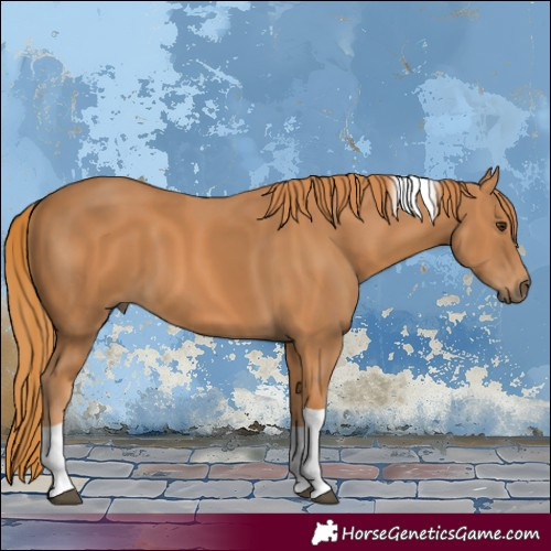 Horse Color:Chestnut Tobiano 