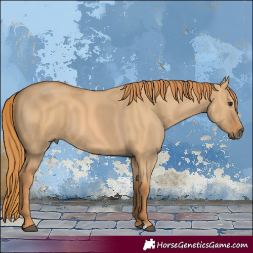 Horse Color:Red Dun 