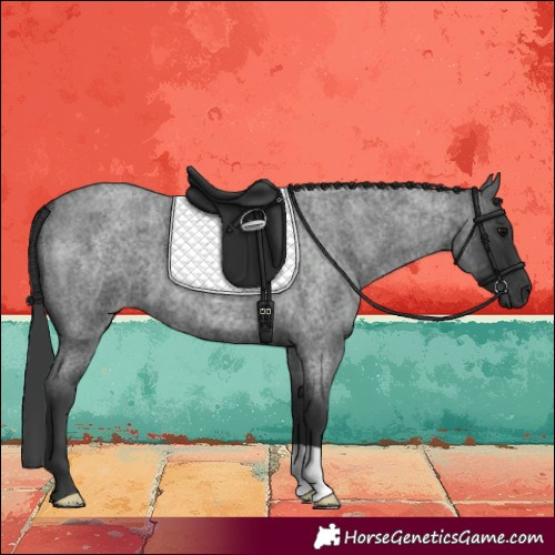 Horse Color:Blue Roan 