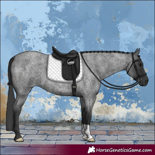Horse Color:Blue Roan 