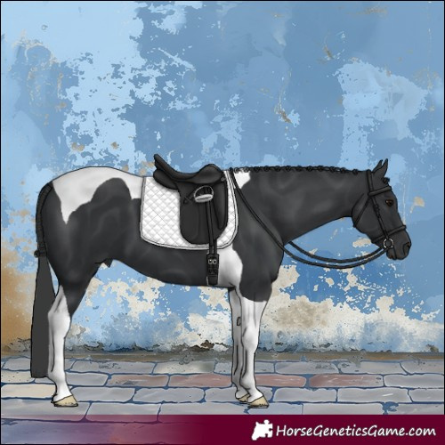 Horse Color:Black Tobiano 