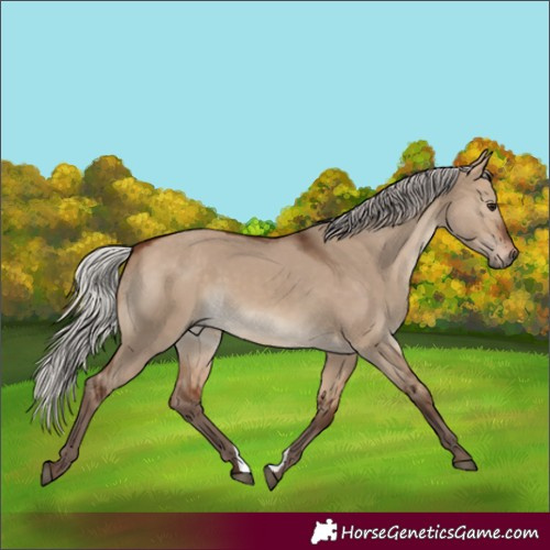 Horse Color:Silver Brown Dun 