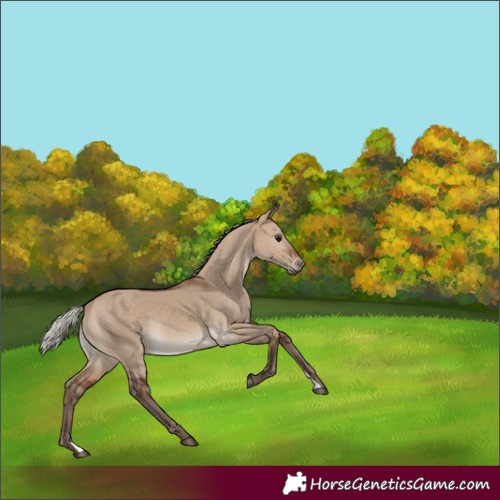 Horse Color:Silver Brown Dun 
