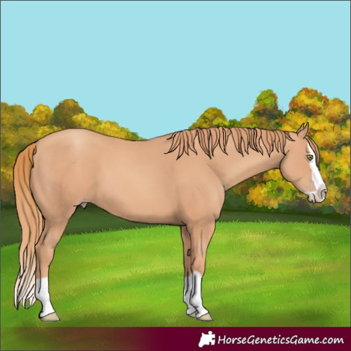 Horse Color:Gold Champagne Splash 