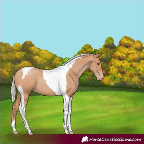 Horse Color:Silver Black Pearl Tobiano