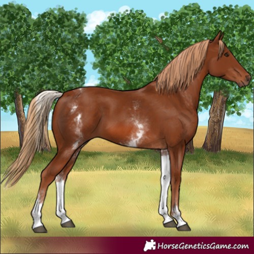 Horse Color:White Spotted Chestnut