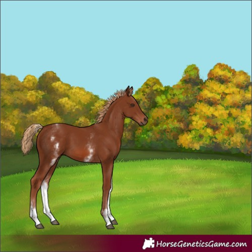 Horse Color:White Spotted Chestnut 