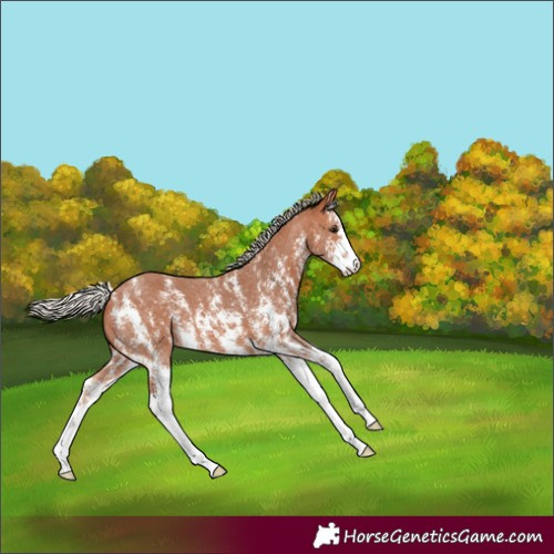 Horse Color:Silver Bay Sabino