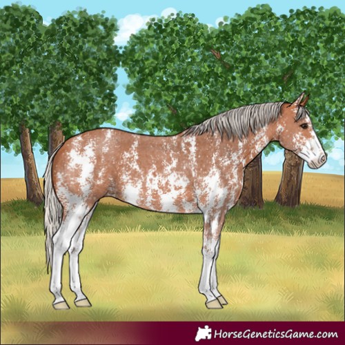 Horse Color:Silver Bay Sabino 