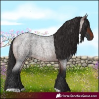 Horse Color:Brown Roan Rabicano