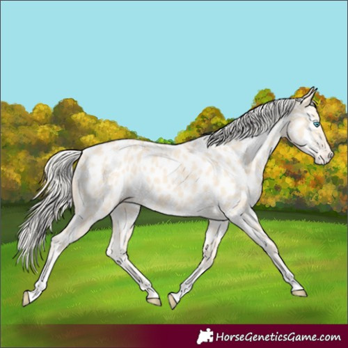 Horse Color:Cremello Near Leopard 