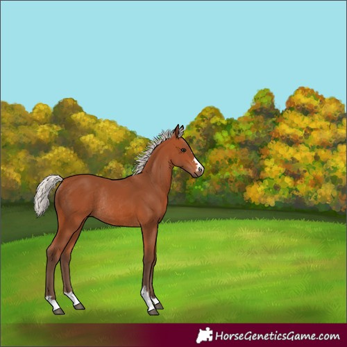 Horse Color:Silver Bay Rabicano 