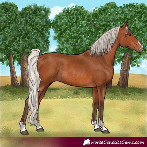 Horse Color:Silver Bay Rabicano 