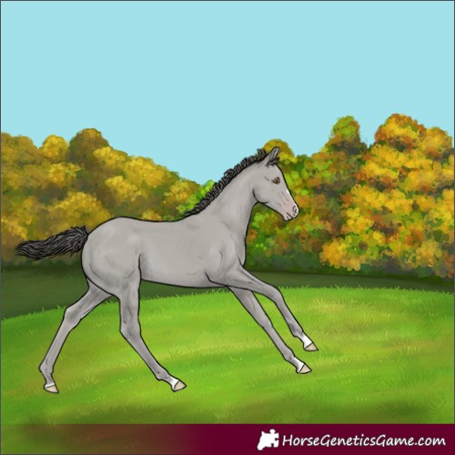 Horse Color:Unknown 