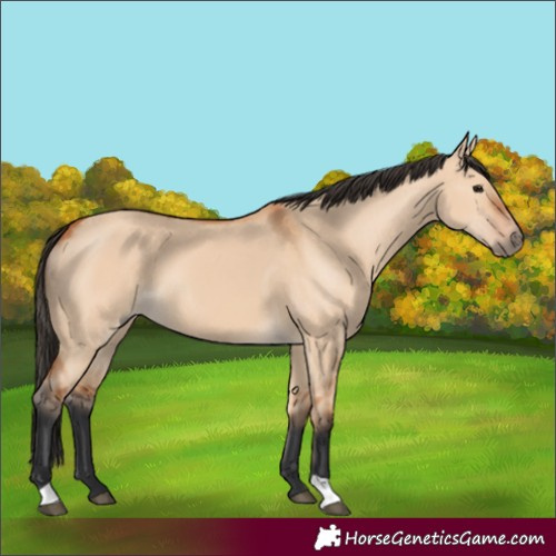 Horse Color:Bay Dun 