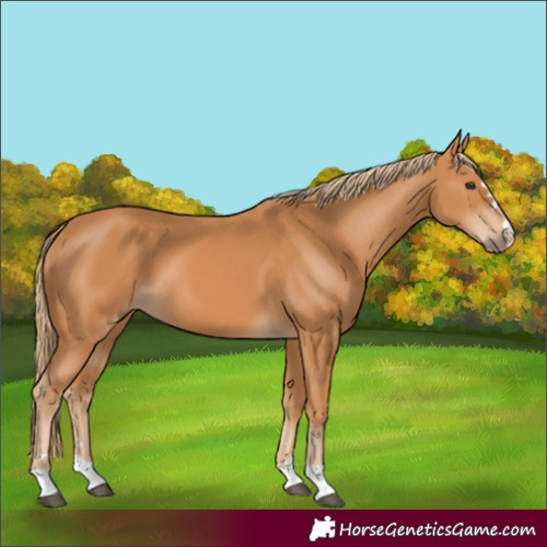 Horse Color:Chestnut 