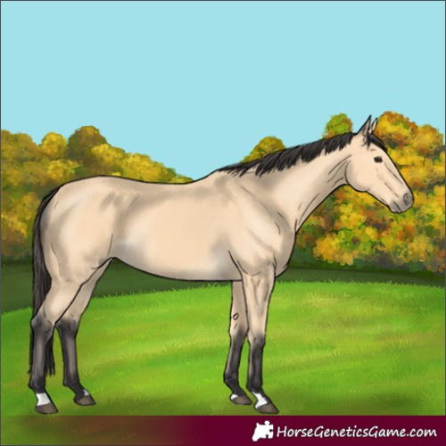 Horse Color:Buckskin