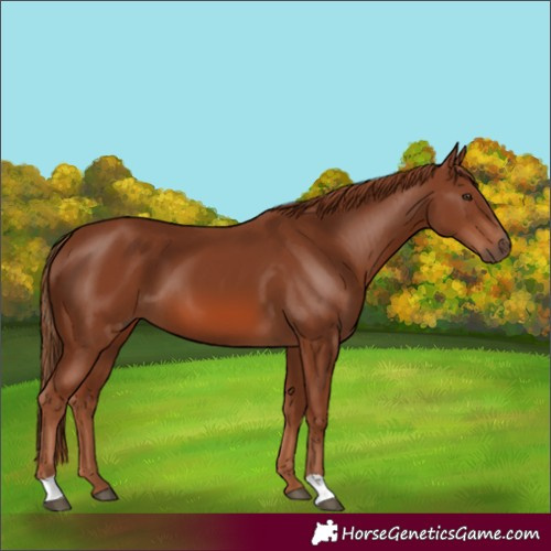 Horse Color:Chestnut 