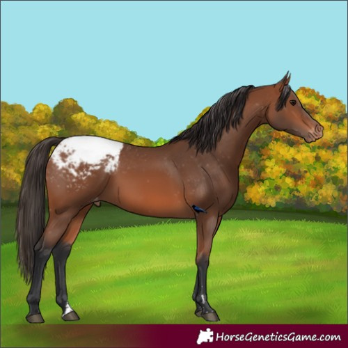 Horse Color:Bay Appaloosa 