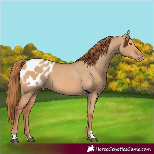 Horse Color:Red Dun Appaloosa 