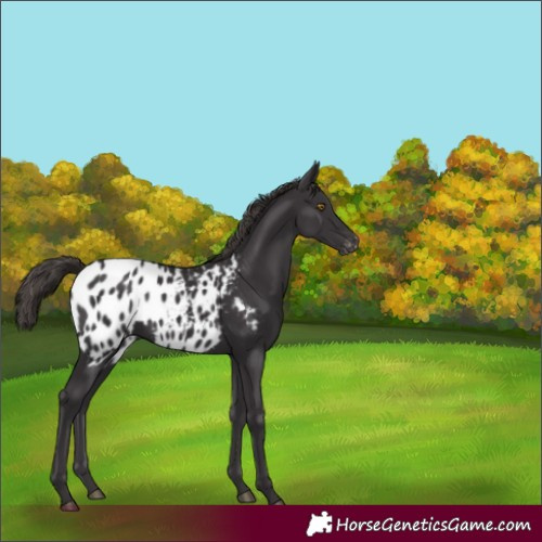 Horse Color:Smoky Black Appaloosa