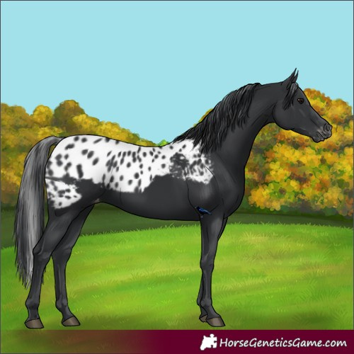Horse Color:Black Skewed Appaloosa 