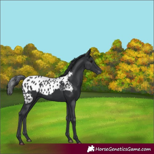 Horse Color:Black Skewed Appaloosa