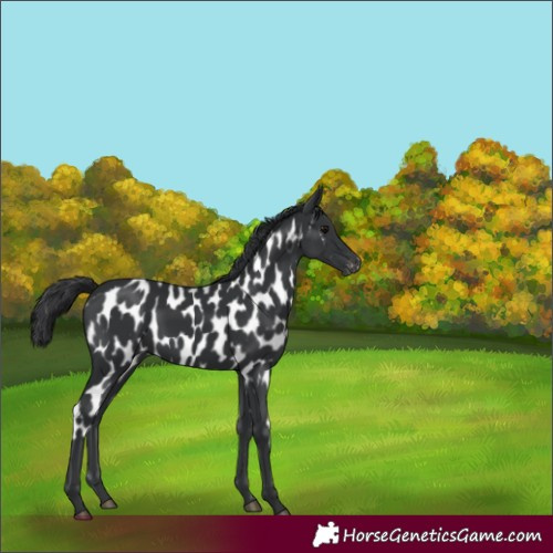Horse Color:Black Skewed Appaloosa 
