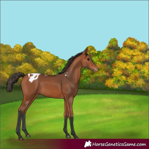 Horse Color:Bay Skewed Appaloosa 