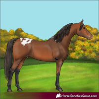 Horse Color:Bay Skewed LP Spotted
