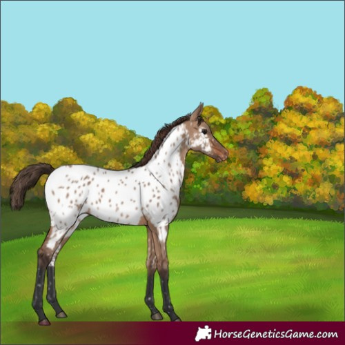Horse Color:Brown Dun Appaloosa 