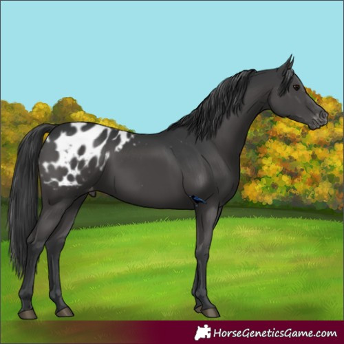 Horse Color:Black Appaloosa 