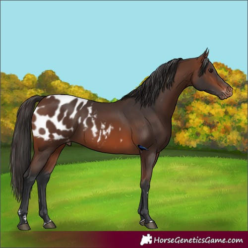 Horse Color:Brown Appaloosa