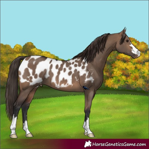 Horse Color:Brown Dun Appaloosa