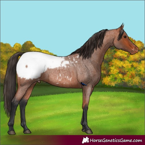 Horse Color:Bay Roan Appaloosa 
