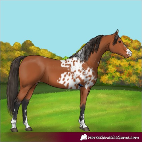 Horse Color:Bay Skewed Appaloosa 
