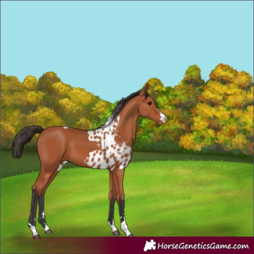 Horse Color:Bay Skewed Appaloosa 