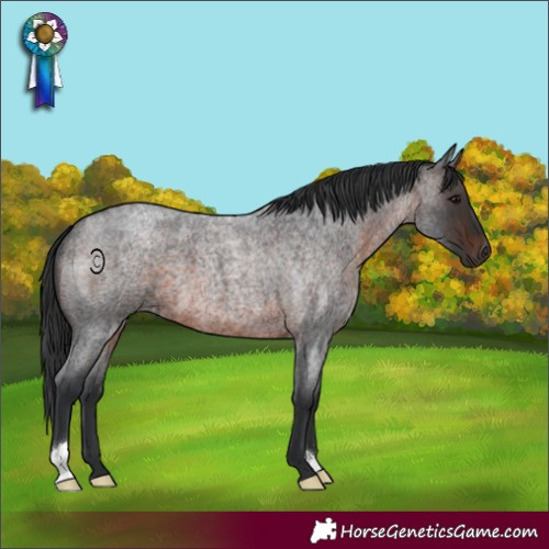 Horse Color:Brown Roan 