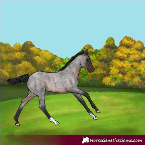 Horse Color:Brown Roan 