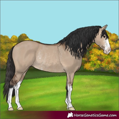 Horse Color:Brown Dun Sabino Rabicano