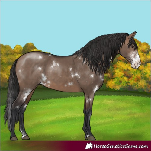 Horse Color:White Spotted Brown Dun Sabino