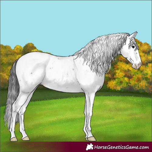 Horse Color:Black Sabino Appaloosa 