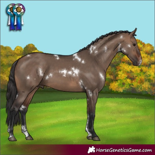 Horse Color:White Spotted Brown Dun Sabino Rabicano 
