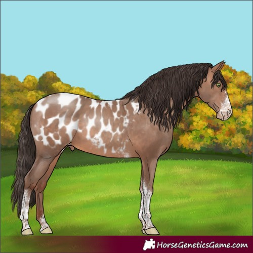 Horse Color:Sable Champagne Sabino Tobiano Blanket