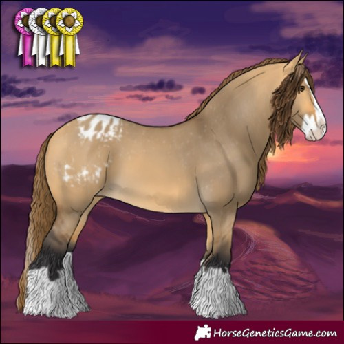 Horse Color:Buckskin Dun Splash Appaloosa