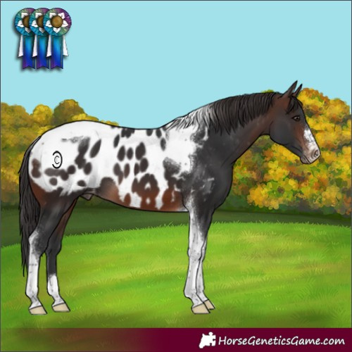 Horse Color:Brown Tobiano Appaloosa 